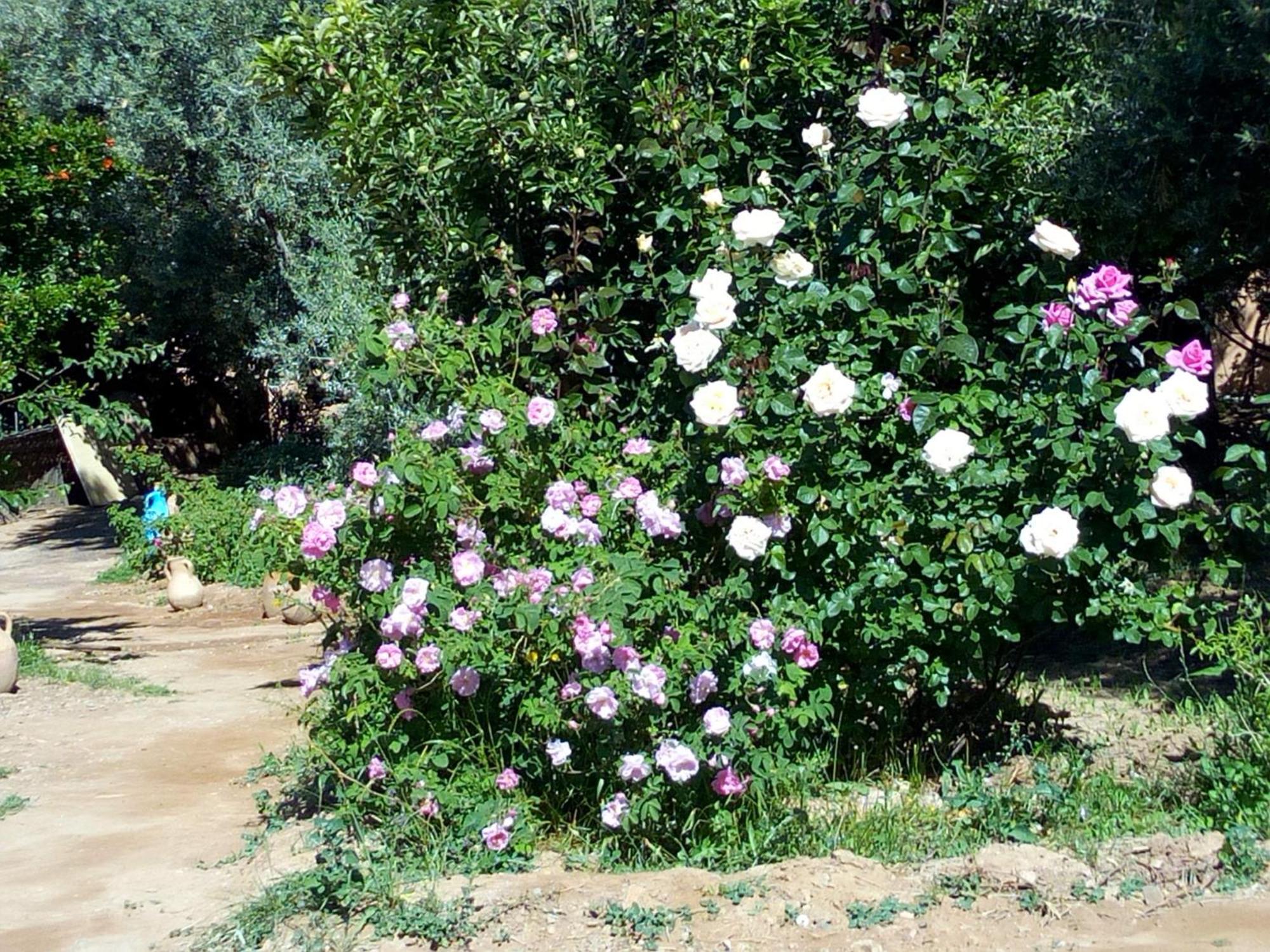Ecolodge Miss Rose Chez La Famille Boumalne Extérieur photo